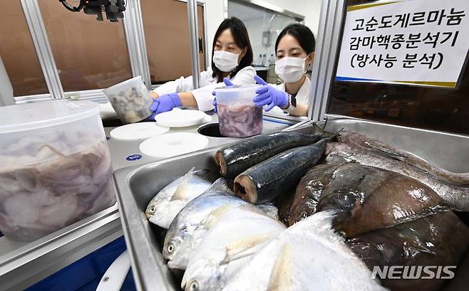 [수원=뉴시스] 김종택 기자 = 일본이 후쿠시마 제1원자력발전소 오염수의 해양 방류를 시작한 24일 경기도 수원시 경기도보건환경연구원에서 연구원들이 각 지역에서 의뢰받은 수산물을 대상으로 방사능 안전성 검사를 하고 있다. 2023.08.24. jtk@newsis.com