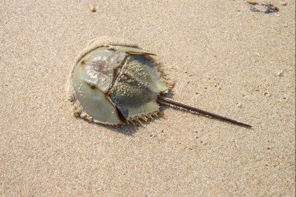 투구게 자료사진. 123RF