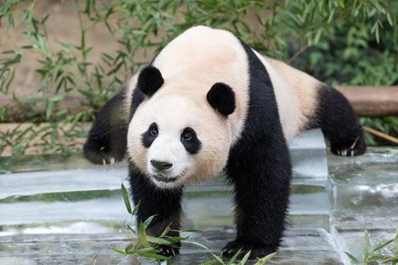 사육사들이 선물한 얼음평상에 누워 더위를 식히고 있는 푸바오. 최기웅 기자