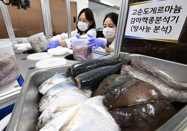 일본이 후쿠시마 제1원자력발전소 오염수의 해양 방류를 시작한 24일 경기도 수원시 경기도보건환경연구원에서 연구원들이 각 지역에서 의뢰받은 수산물을 대상으로 방사능 안전성 검사를 하고 있다. /사진=뉴시스