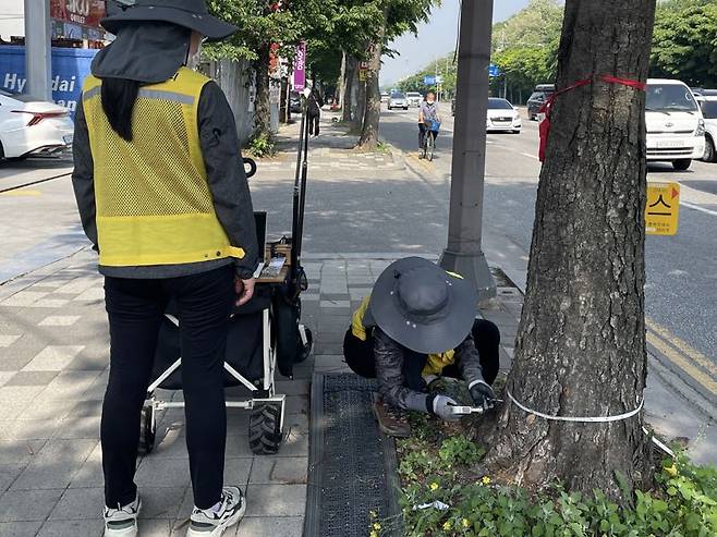 산림청 수목 진단요원들이 수목 안전 진단 작업을 벌이고 있는 모습.