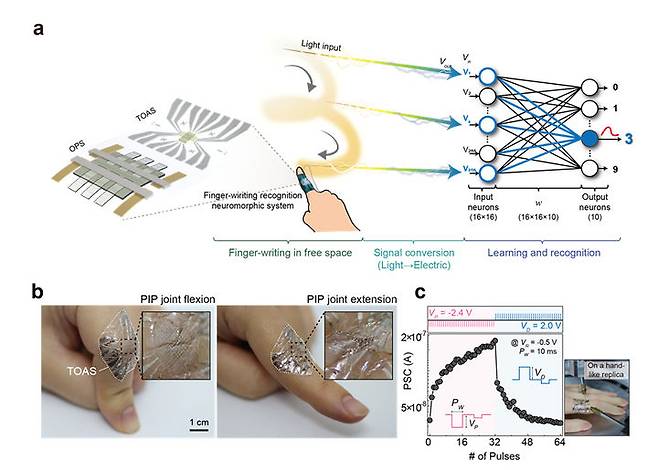 (a) 유기 광반응 소자–인공 시냅스 소자를 활용한 손가락 동작 인식 플랫폼의 빛이 있는 3차원 공간에서의 인식 과정 모식도. (b) 손가락 피부 표면에 부착된 초박형 인공 시냅스 어레이 소자 장치 실제 사진. (c) 모형 손가락 위에 부착된 초박형 인공 시냅스 어레이 소자 LTP/LTD 특성. *재판매 및 DB 금지