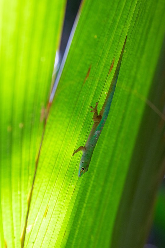 발레드메 자연보호지역에서 본 줄무늬녹색도마뱀붙이.