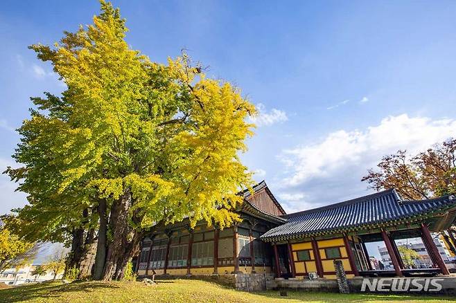 [나주=뉴시스] 나주 금성관 뒤편에 있는 수령 700년 된 쌍둥이 은행나무. (사진=나주시 제공) photo@newsis.com