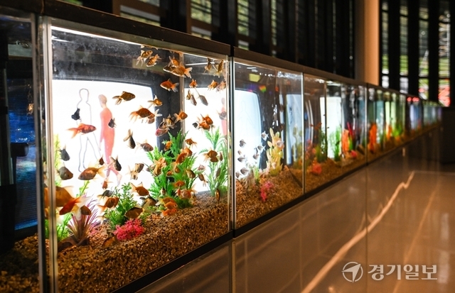 백남준의 'TV 물고기'는 작품은 24개의 어항과 24개의 텔레비전이 중첩된 설치 구성으로 어항 속에서 살아 움직이는 물고기와 비디오 속의 물고기가 하나의 이미지를 표현하고 있다. 윤원규기자