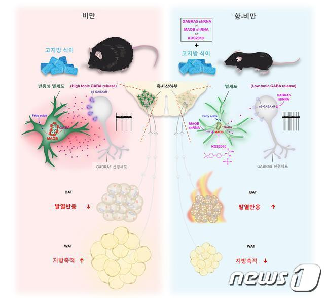 뇌 속 별세포의 지방 대사 조절 모식도.(IBS 제공)/뉴스1