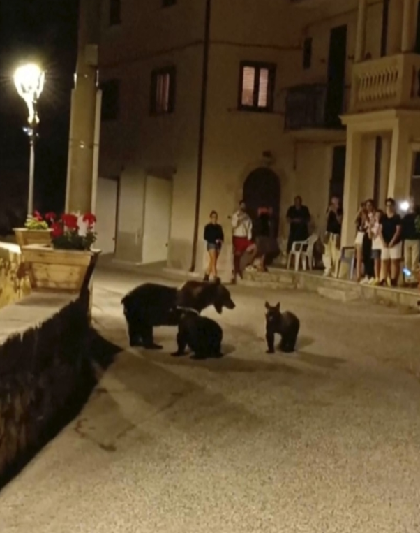 지난달 26일(현지시간) 이탈리아 아브루초의 산 세바스티아노 데이 마르시에서 ‘아마레나’라는 애칭으로불리는 어미 곰이 새끼들과 함께 주민들이 보는 앞에서 길을 건너고 있다. 아브루초·라치오·몰리세 국립공원 페이스북 캡처.