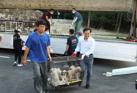 김동연 경기지사와 동물구조단체 관계자들이 화성 팔탄면 반려견 번식장에서 구조한 반려견들을 도가 운영중인 반려동물 복합마루로 이송하고 있다. 경기도 제공.