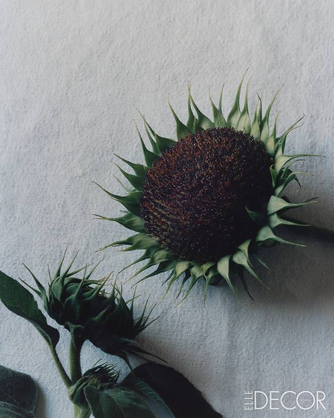해바라기(Sunflower).