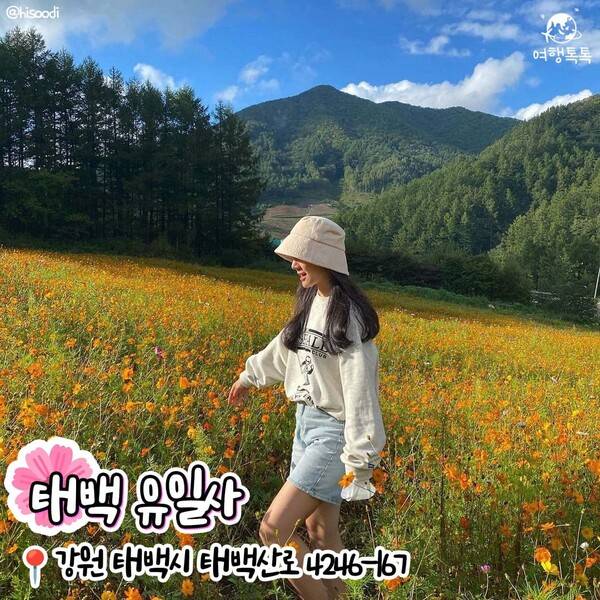 코스모스 명소 추천 /&nbsp;@hisoodi