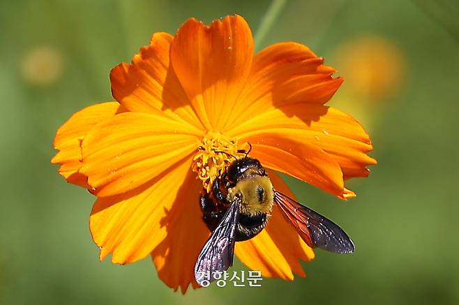 절기상 ‘백로’를 하루 앞둔 7일 경기도 수원탑동시민농장에서 벌이 만개한 황화 코스모스에 앉아 꿀을 따고  있다. 조태형 기자
