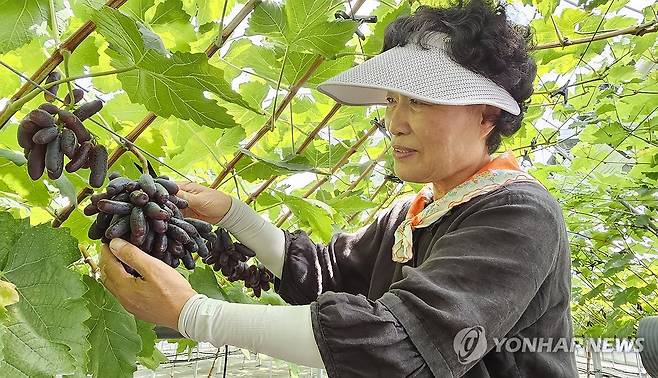 예산서 블랙사파이어 포도 첫 수확 (예산=연합뉴스) 7일 충남 예산군 신암면 한 블랙사파이어 포도 농가에서 농장 관계자가 포도를 수확하고 있다. 2023.9.7 [예산군 제공. 재판매 및 DB 금지] soyun@yna.co.kr