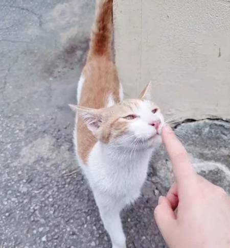 고3 때 코로나로 인해 중간고사 시험 일정이 바뀌어 오후에 등교하던 날이었다. 익숙한 고양이 한마리가 눈, 귀, 코, 입에서 피를 흘리며 식빵자세로 덜덜 떨고 있었다. 깜짝 놀라 병원에 데려갔다. 병원에선 "사람이나 족제비의 공격을 받은 건지 두개골이 깨져 있고 수술을 해도 밖에서는 살아남기 어려울 수 있다"고 했다. 그래서 가족으로 맞아주었다./사진=고양이 친구 현주씨