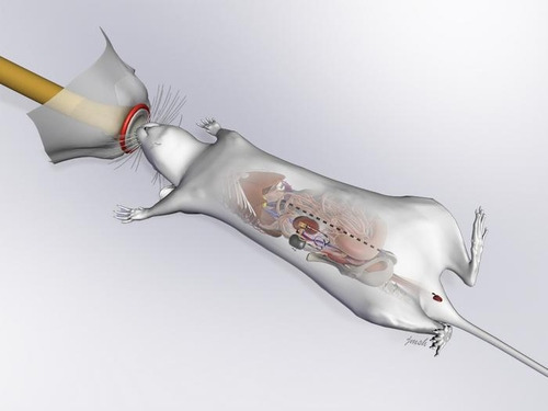 신장 이식 쥐 모델에 생체전자 센서 시스템을 이식한 그림 [Janet Sinn-Hanlon, iLearning@VetMed, UIUC 제공. 재판매 및 DB 금지]