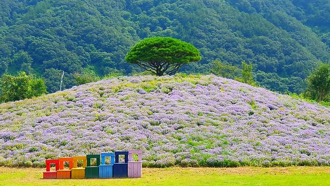 〈자라섬 가을꽃축제〉 지난 행사 사진