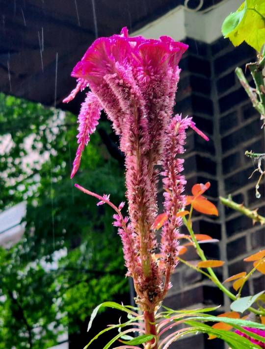 한여름 비를 맞은 붉은 맨드라미 꽃은  수탉 벼슬을 빼어 뺑닮았다. 서울 용산우체국 인근. 8월 월23일