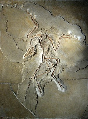 시조새 화석