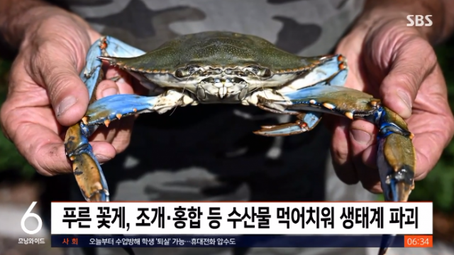 이탈리아 지중해에서 문제가 되고 있는 외래종 푸른 꽃게. SBS 보도화면 캡처