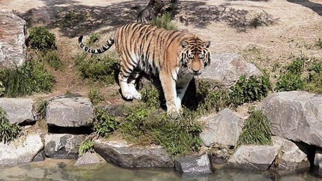 서울대공원에 살던 호랑이 '수호'의 생전 모습. 수호의 사망 원인은 심장질환과 열사병으로 밝혀졌다. 수호가 지난달 6일 갑자기 숨지면서 시민들 사이에서 관리부실 의혹이 제기된 바 있다. 서울대공원 제공