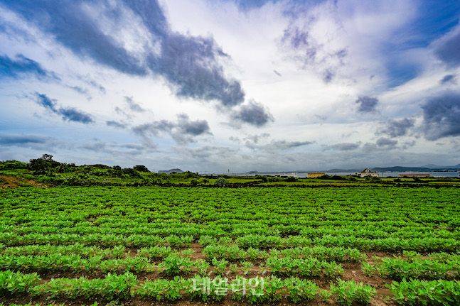 우도에 들어서면 광활한 경작지에 땅콩이 자라고 있다. 우도땅콩은 다양한 먹거리에도 응용돼 우도의 자랑이 됐다. ⓒ데일리안 배군득 기자