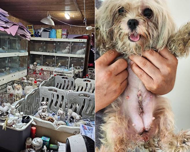 수퍼빈과 20여개 동물보호단체가 경기 화성 번식장에서 1400여마리의 개를 구출했다. 오른쪽은 품종견 출산에 쓰인 어미 개. /수퍼빈 제공