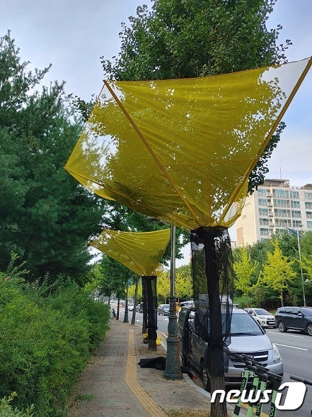 파주시 가로수 은행나무에 설치된 열매 수거장치. (파주시 제공)