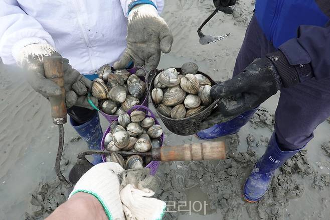 갯벌체험에서 수확한 조개