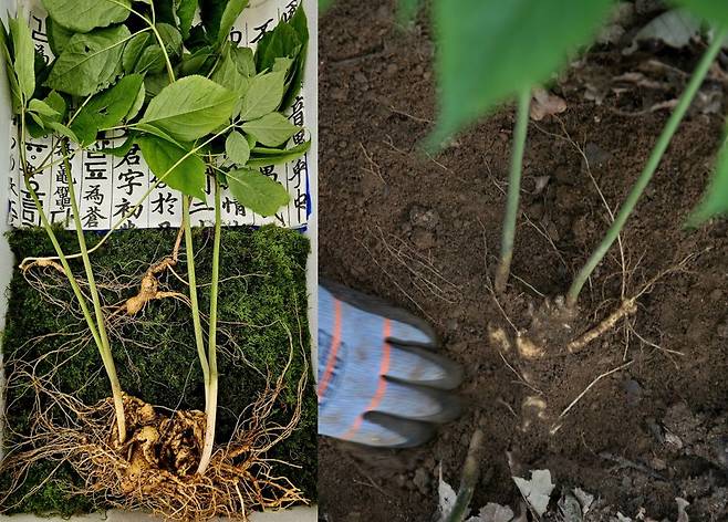 지리산에서 발견된 줄기 4개 초대형 산삼(사진 왼쪽)과 채취 당시 모습. /한국전통심마니협회 제공