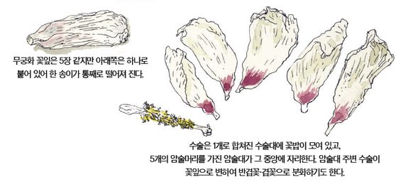 우리 주변 식물들의 비밀 이야기: 무궁화