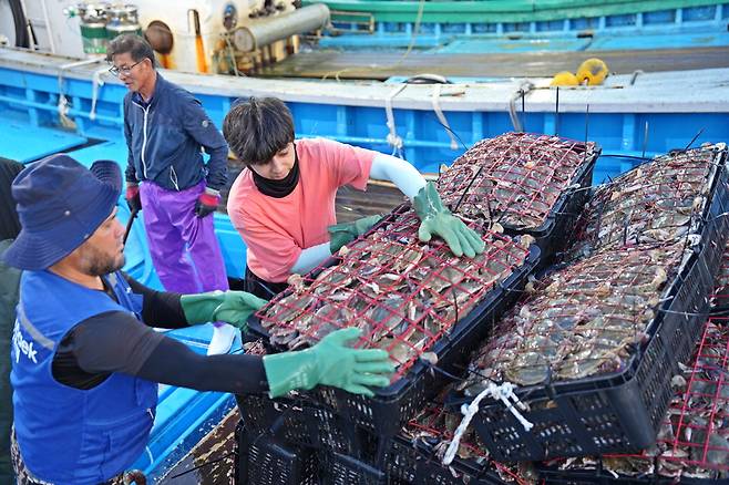 충남 태안 앞바다에서 어선이 포획한 꽃게를 어부들이 신진항으로 옮기고 있다.  롯데마트
