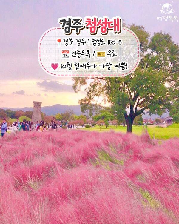 핑크뮬리 명소 추천 / ⓒ여행톡톡