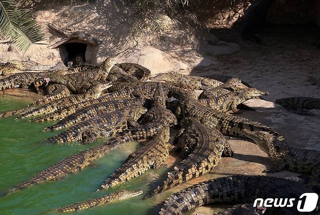 악어 농장에서 악어들이 햇빛을 쬐고 있는 모습. (사진은 기사 내용과 무관) 2022.05.19. ⓒ 로이터=뉴스1 ⓒ News1 정윤영 기자