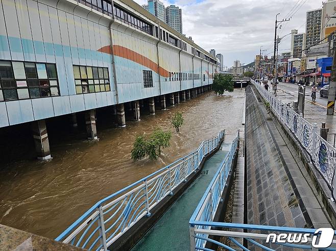 지난 16일 많은 비로 불어난 부산 동래구 온천천. (독자제공)