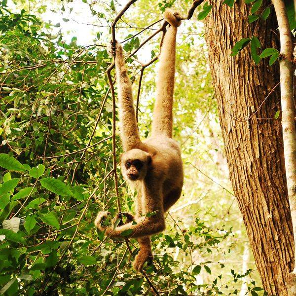 브라질 에스피리투 산투(Espírito Santo)의 심각한 멸종 위기에 처한 북부 털거미원숭(Northern Muriqui)./Brachyteles hypoxanthus