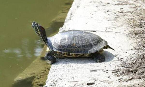 붉은귀거북은&nbsp;개인이나 종교단체에서 자연에 방생하면서 2001년 생태계교란종으로 지정됐다. 국립생태원 제공