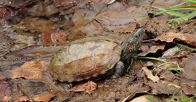 남생이는&nbsp;환경부지정 멸종위기종 2급이자 천연기념물 제453호다. 국립생태원 제공