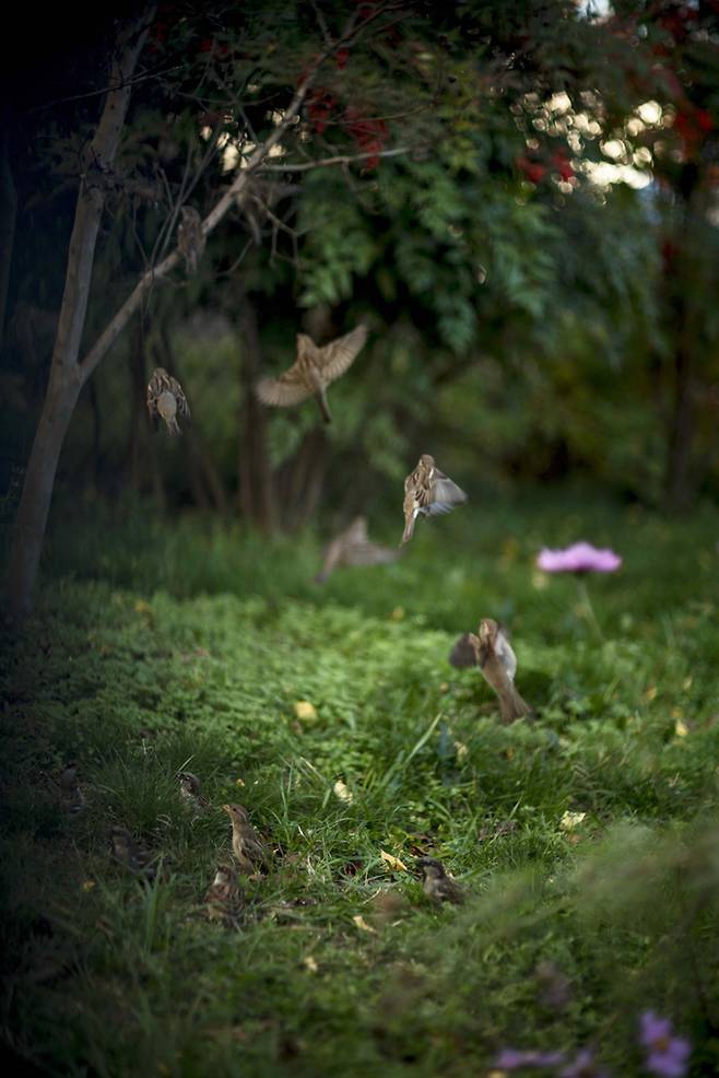 테리 와이펜박, ‘새’