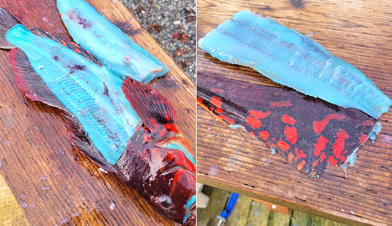 미국 알래스카에서 잡힌 살이 파란 물고기. 〈사진=슈멜렉 인스타그램〉