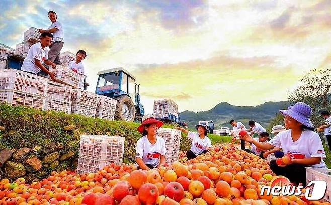 (평양 노동신문=뉴스1) = 북한 노동당 기관지 노동신문은 21일 "북청군에 흐뭇한 사과 작황이 펼쳐졌다"면서 "군에서는 올해 불리한 일기 조건에서도 사과나무 비배관리에 힘을 넣어 좋은 결실을 안아왔다"라고 보도했다. 사진은 북천군 룡전과수농장. [국내에서만 사용가능. 재배포 금지. DB 금지. For Use Only in the Republic of Korea. Redistribution Prohibited] rodongphoto@news1.kr