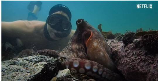 넷플릭스 다큐 '나의 문어 선생님'의 한 장면. 원숭이나 쥐 등에 적용되는 실험동물 보호규정을 문어에도 적용하는 방안이 추진된다. 넷플릭스 캡처