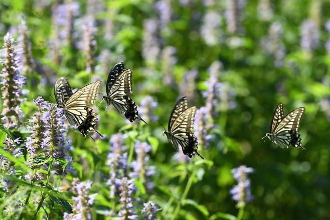 암컷 호랑나비의 곁으로 수컷 호랑나비들이 앞서거니 뒤서거니 몰려든다.