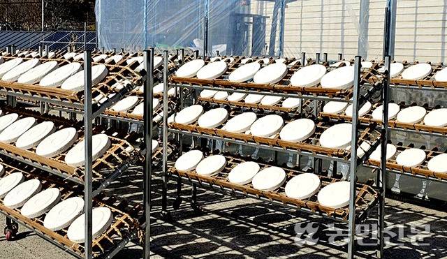 ④ 완성한 누룩은 닷새간 법제 과정을 거친다. 포자를 걷어내고 햇볕에 소독한다.