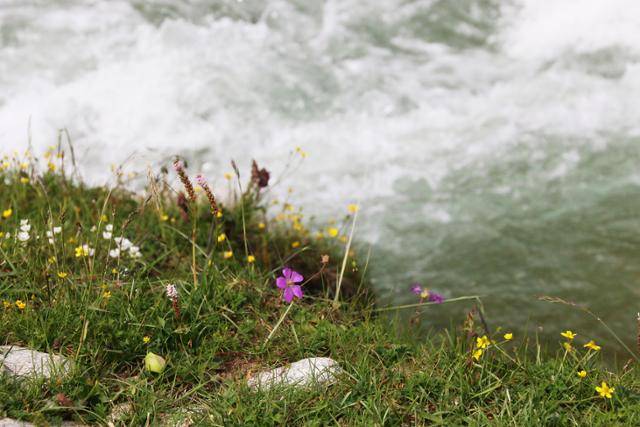 줴바산 고개 넘어 취덩향 개울가에 야생화가 곱게 피었다. ⓒ최종명
