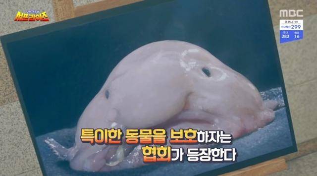 못생긴 동물 보전협회가 공식 마스코트로 선정한 블로브피시. 블로브피시는 호주 동남부 타스마니아 섬 근해의 해저 600~1,200ｍ에 사는 어종으로 게와 가재를 먹고 살기 때문에 어망에 걸려 죽는 경우가 많다. MBC 캡처