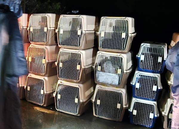 구조돼 이동장에 들어가 있는 번식견들. 동물권행동 카라 제공