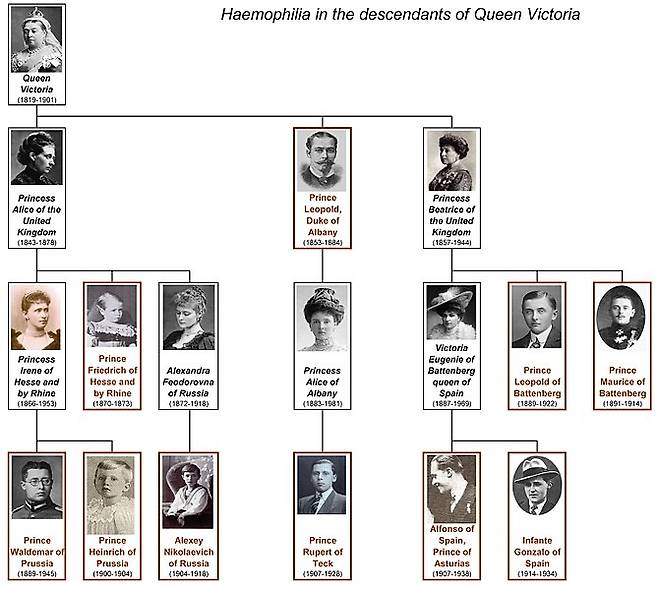 빅토리아 여왕의 혈우병이 전파된 경로를 정리한 사진. 빨간색으로 표시된 인물들이 혈우병을 앓은 빅토리아의 후손들이다. <저작권자 Useravablack.hrek>