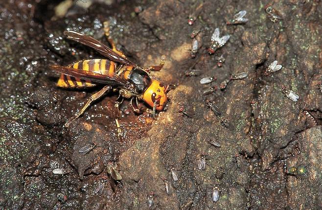 장수말벌. 국립수목원 제공