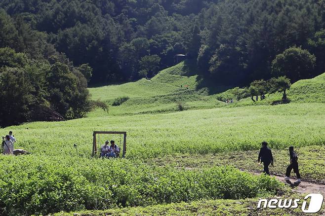 24일 충북 청주시 상당구 낭성면 추정리 메밀밭에 하얗게 피어난 메밀꽃이 넘실대고 있다.2023.09.24.ⓒ 뉴스1 박건영 기자