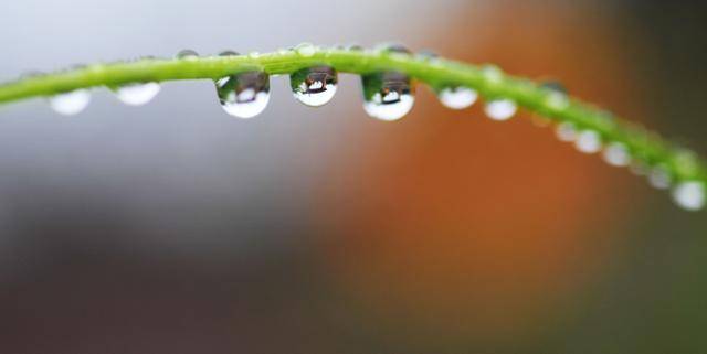 노랑 코스모스 줄기에 맺힌 물방울. 한국일보 자료사진