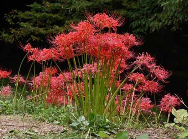 꽃무릇은  긴 줄기 끝에 꽃만 달린 모습이 특징적입니다. 꽃잎이 뒤로 말리고 가장자리에 주름이 지며, 수술이 밖으로 길게 나오게 됩니다. 꽃무릇의 영문이름이 거미다리를 의미하는 ‘Red Spider Lily’입니다.